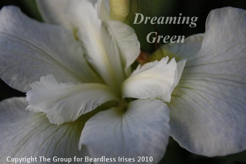 Dreaming Green 2.6 (7)